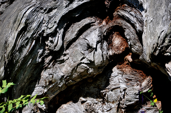 face in the log